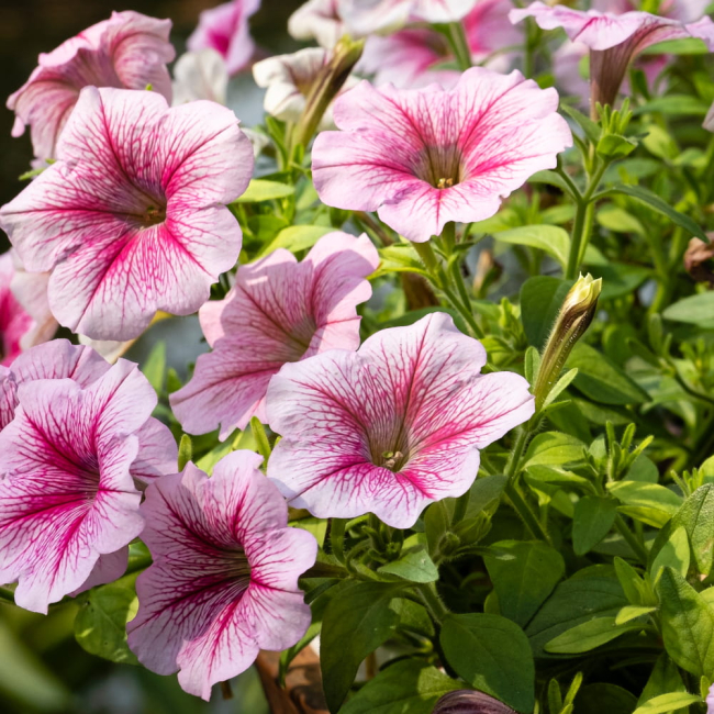 Petunia żyłkowana niska mieszanka 0,1g - TORAF