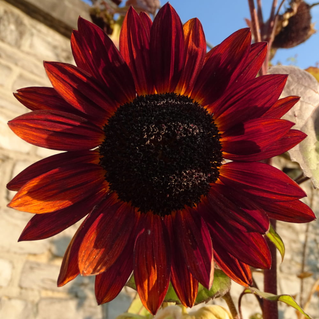 Słonecznik ozdobny Red Sun czerwony 2g - TORAF