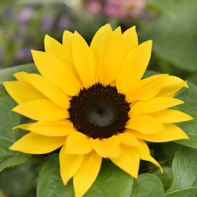 Słonecznik ozdobny karłowy Bambino 2g - TORAF