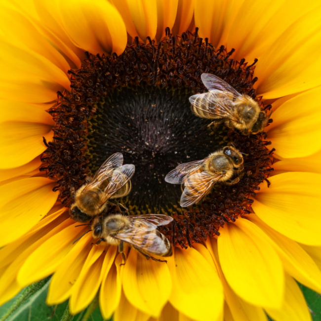 Słonecznik ozdobny karłowy Bambino 2g - TORAF