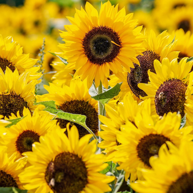 Słonecznik ozdobny karłowy Bambino 2g - TORAF