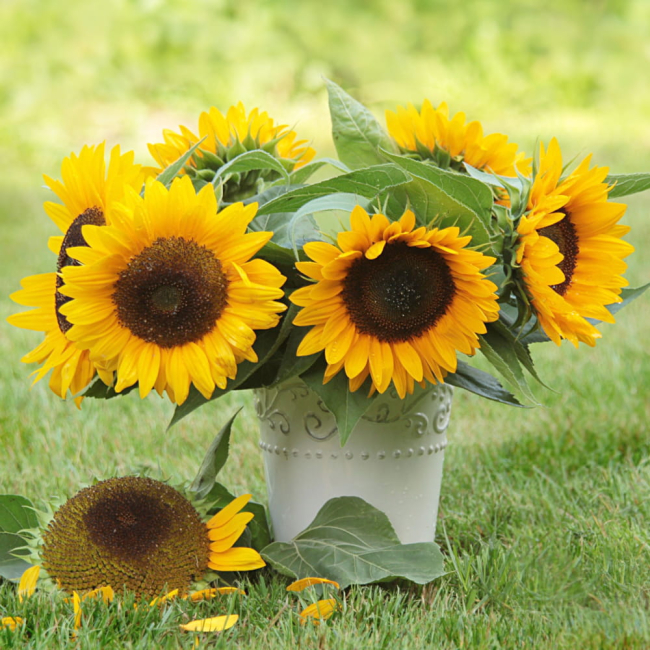 Słonecznik ozdobny karłowy Bambino 2g - TORAF