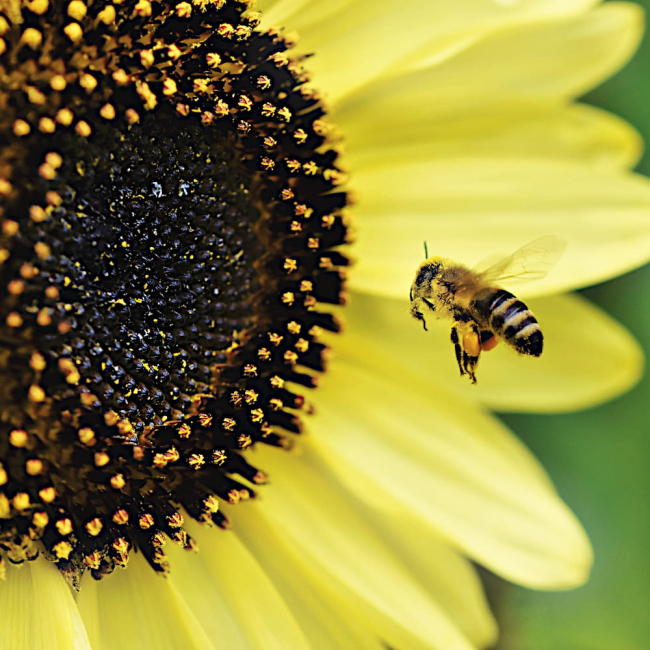 Słonecznik ogórkolistny Vanilla Ice 0,5g - TORAF