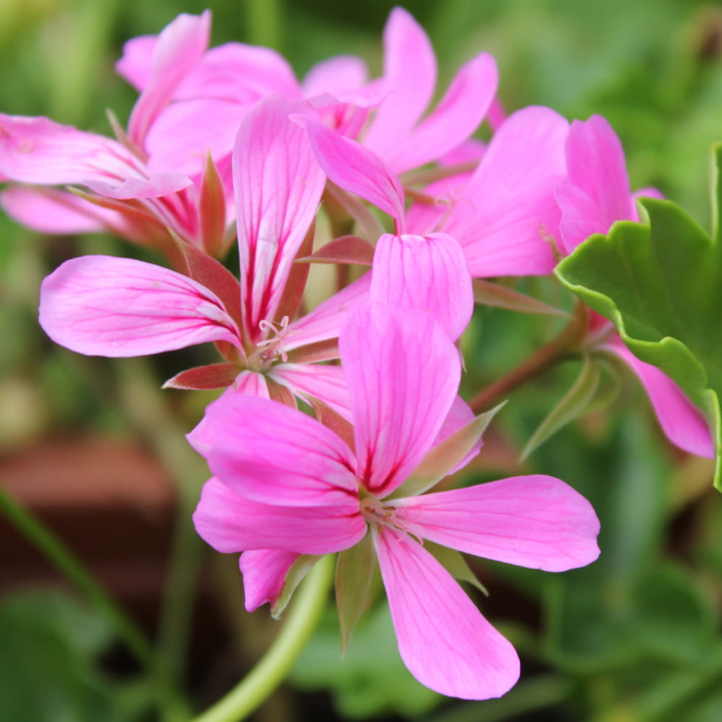 Pelargonia bluszczolistna Fuchsia F1 różowo-purpurowa 5 nasion - W. Legutko