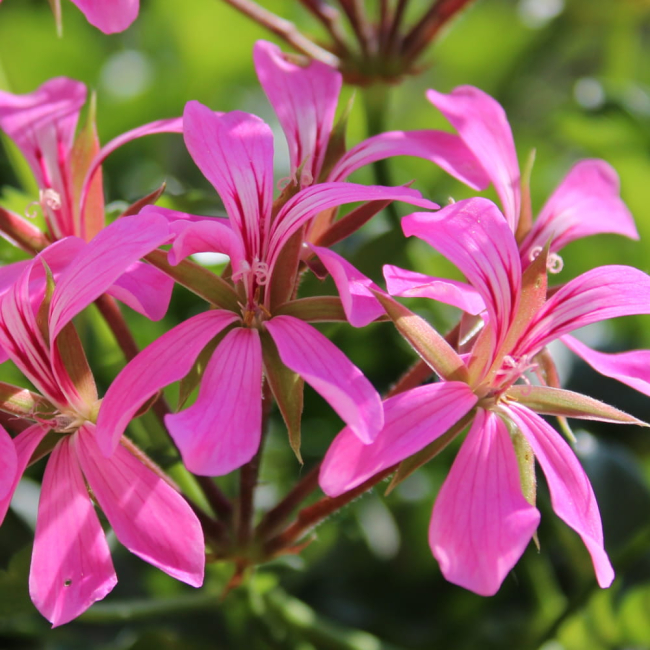 Pelargonia bluszczolistna Fuchsia F1 różowo-purpurowa 5 nasion - W. Legutko