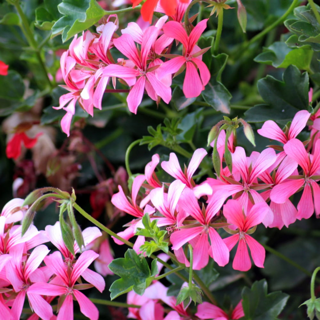 Pelargonia bluszczolistna Fuchsia F1 różowo-purpurowa 5 nasion - W. Legutko
