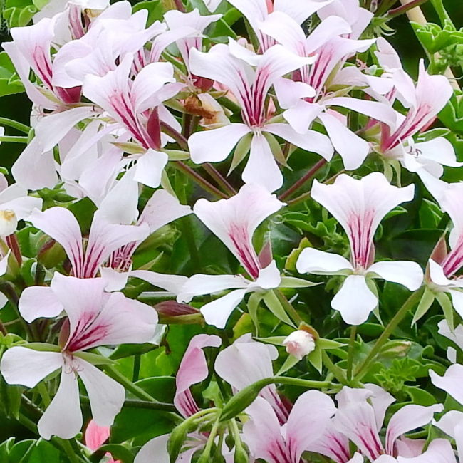 Pelargonia bluszczolistna Speedy F2 mieszanka 5 nasion - W. Legutko