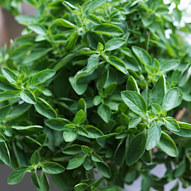 Oregano Greckie białe nasiona 0,1g  - TORSEED