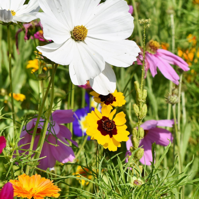 Mieszanka Anty-Ślimakowa nasiona na taśmie 7m - TORAF