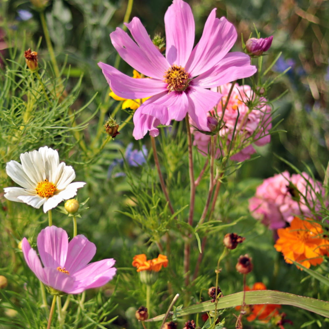 Mieszanka Anty-Ślimakowa nasiona na taśmie 7m - TORAF