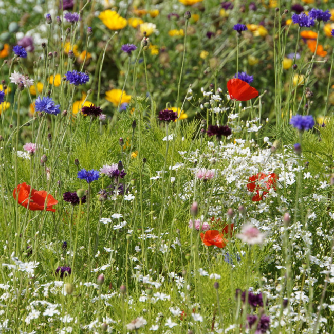 Mieszanka Anty-Smogowa nasiona na taśmie 7m - TORAF