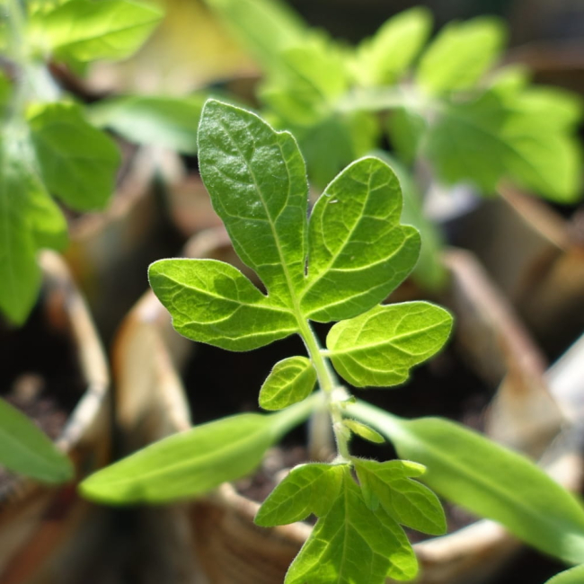 Pomidor Blackball nasiona 0,3g - TORAF