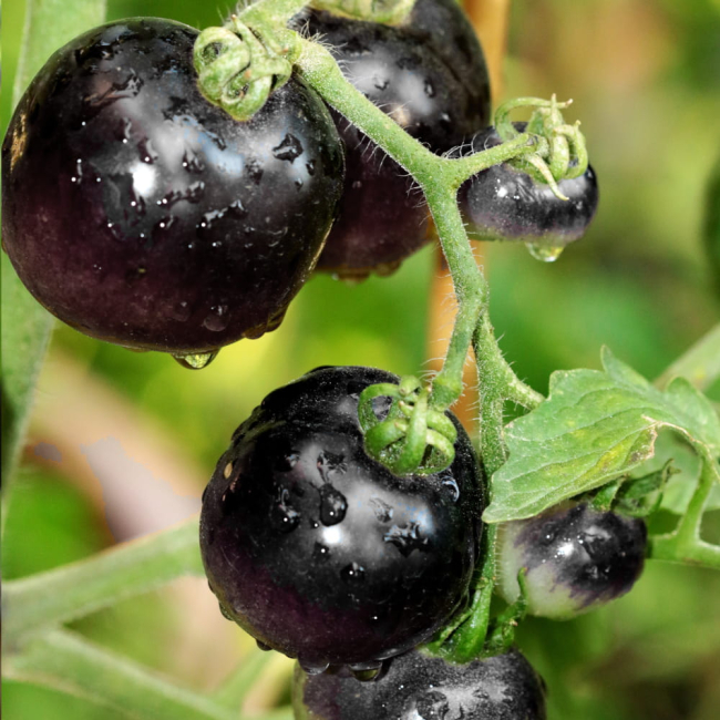 Pomidor Blackball nasiona 0,3g - TORAF