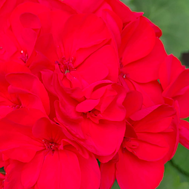 Pelargonia rabatowa mix 25 szt. nasion - TORAF