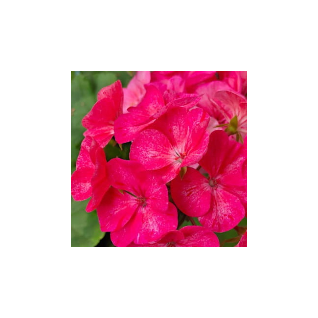 Pelargonia rabatowa mix 25 szt. nasion - TORAF