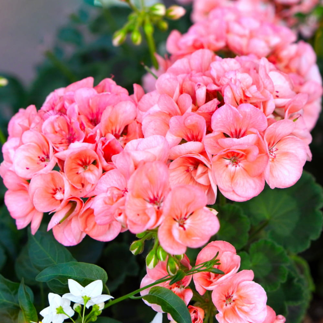 Pelargonia rabatowa mix 25 szt. nasion - TORAF