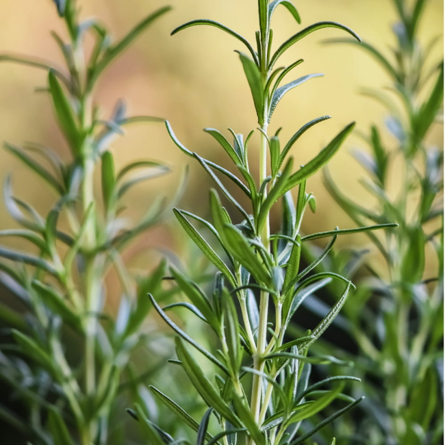 Rozmaryn nasiona 0,1g - TORAF