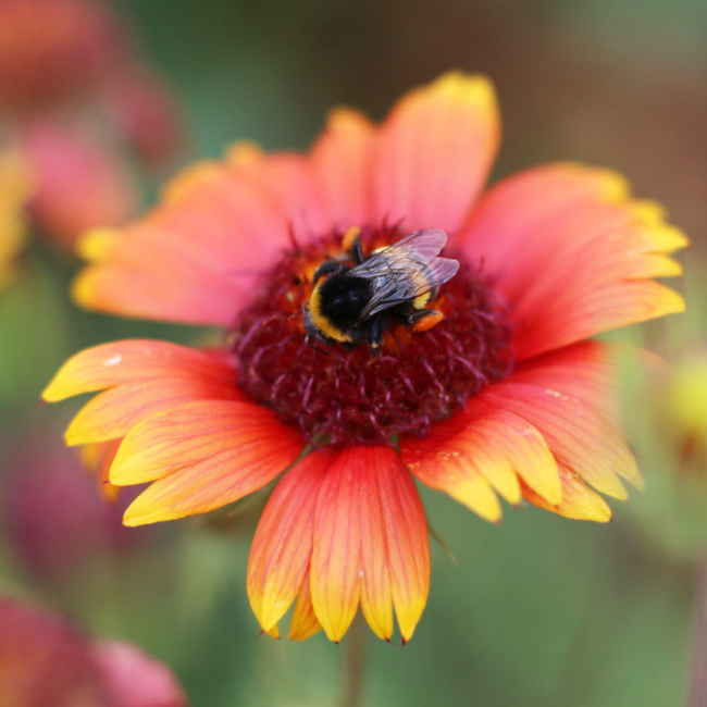 Mieszanka przyciągająca trzmiele - TORAF