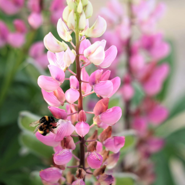 Mieszanka przyciągająca trzmiele - TORAF