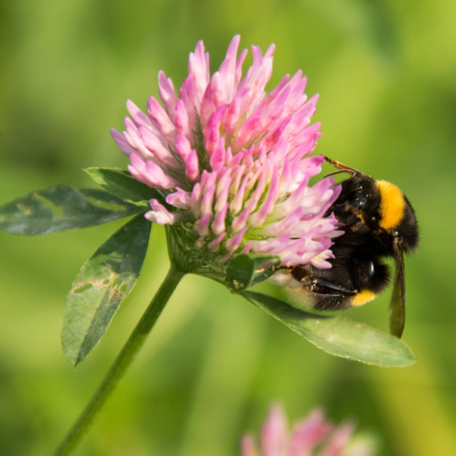 Mieszanka przyciągająca trzmiele - TORAF