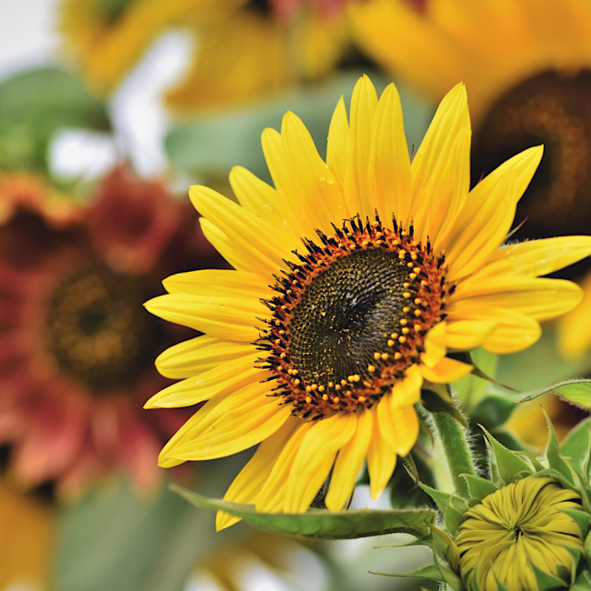 Słonecznik ozdobny mieszanka odmian i kolorów 100g- TORAF