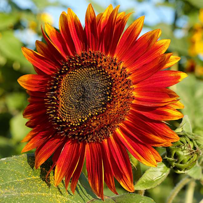 Słonecznik Abendsonne nasiona 0,5g - VILMORIN