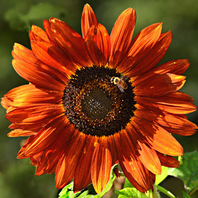 Słonecznik Abendsonne nasiona 0,5g - VILMORIN