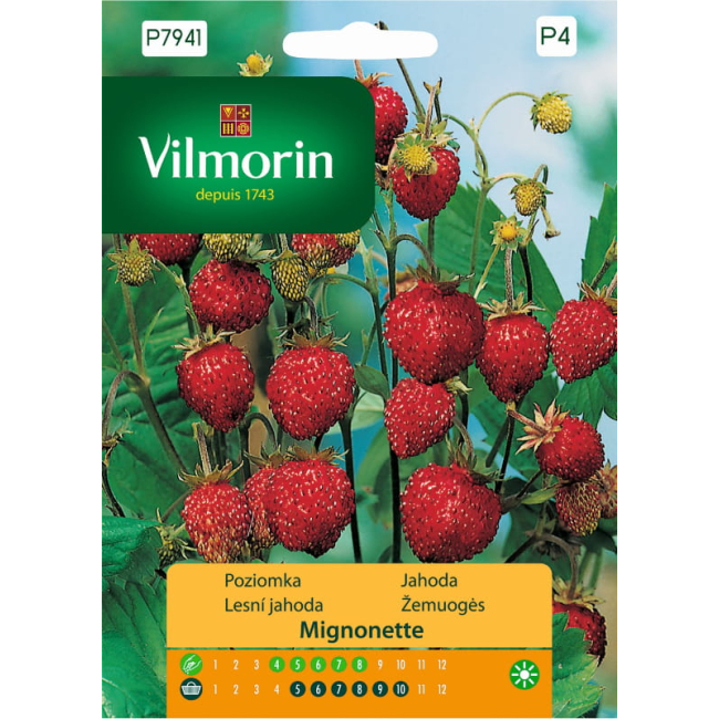 Poziomka Mignonette nasiona 0,1g - VILMORIN