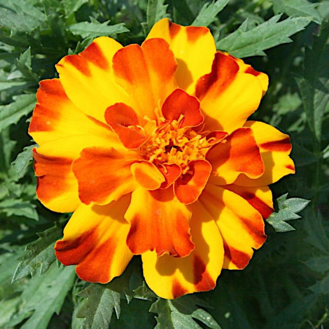 Aksamitka rozpierzchła Flamenco nasiona 25 szt. - VILMORIN