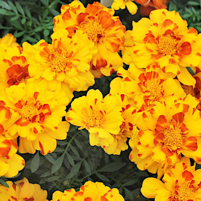 Aksamitka rozpierzchła Flamenco nasiona 25 szt. - VILMORIN