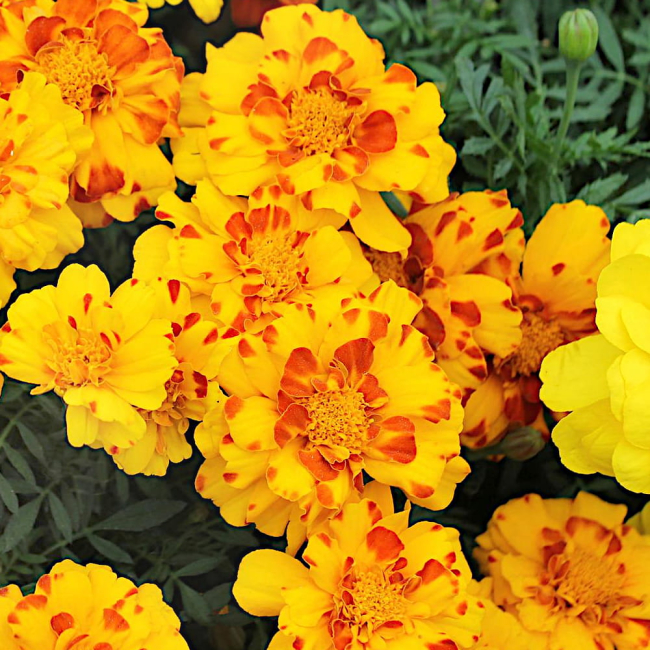 Aksamitka rozpierzchła Flamenco nasiona 25 szt. - VILMORIN