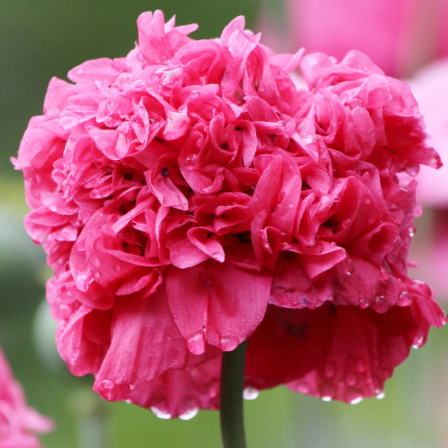 Mak letni pełny mieszanka nasiona 0,5g - TORAF