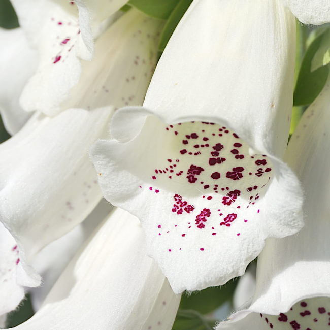 Naparstnica purpurowa biała nasiona 0,2g - TORAF