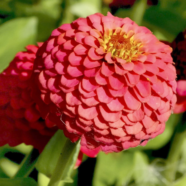 Cynia daliowa mix nasiona 1g - TORAF