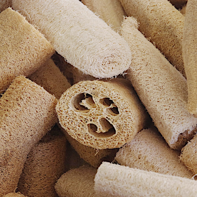 Gąbczak walcowaty Luffa nasiona 1g - TORAF