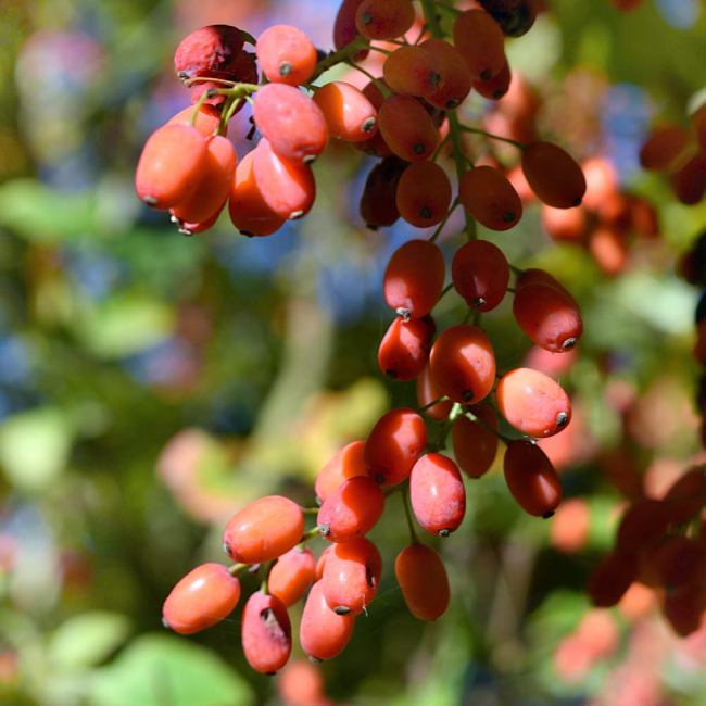 Jagody Goji nasiona 0,1g - TORAF