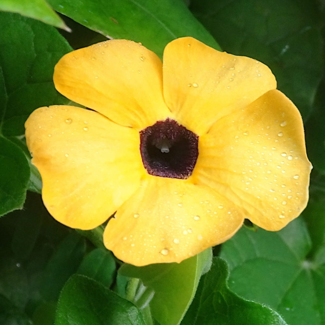 Tunbergia pomarańczowa nasiona 0,5g - TORAF