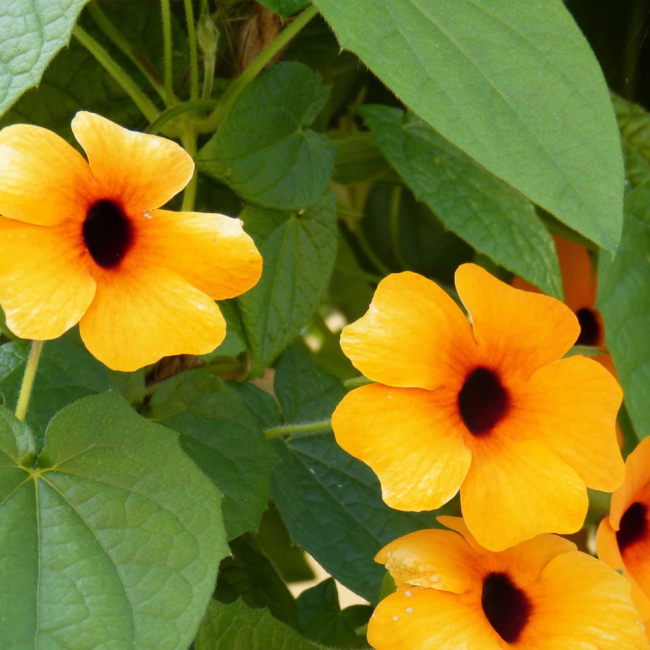 Tunbergia pomarańczowa nasiona 0,5g - TORAF