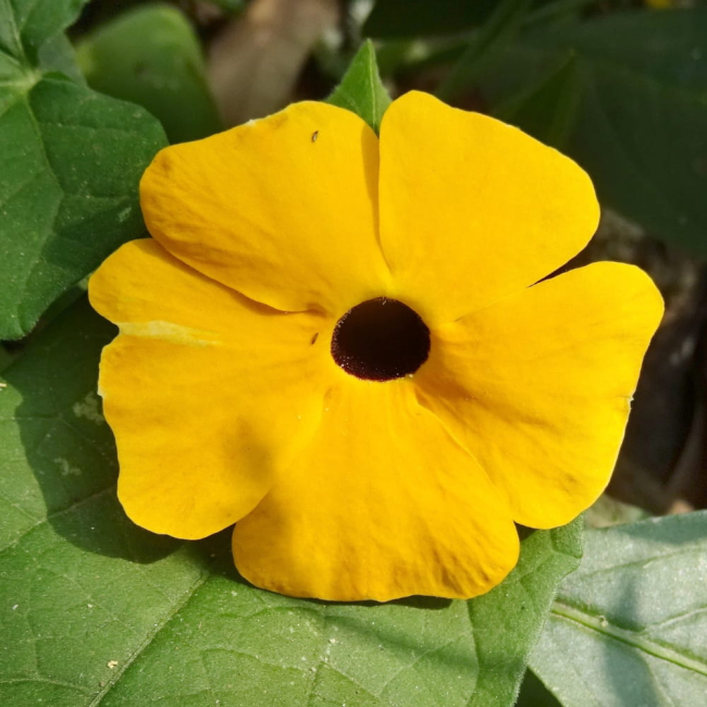 Tunbergia pomarańczowa nasiona 0,5g - TORAF