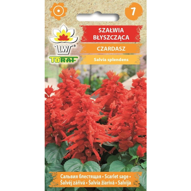 Szałwia błyszcząca Czardasz czerwona nasiona 0,3g - TORAF