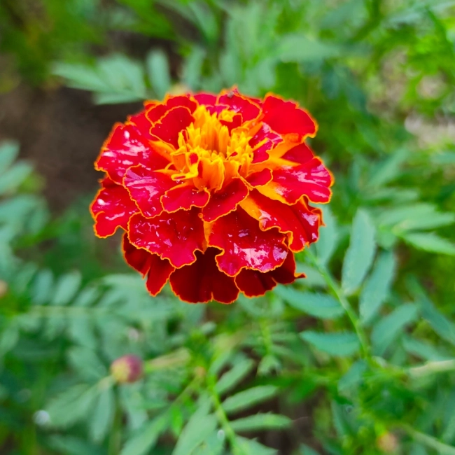 Aksamitka rozpierzchła Bonita Carmen nasiona 1g - TORAF