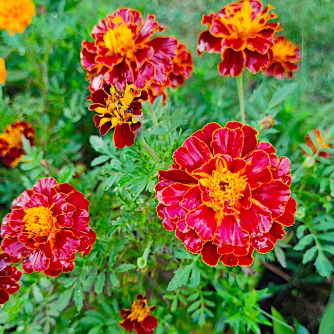 Aksamitka rozpierzchła Bonita Carmen nasiona 1g - TORAF