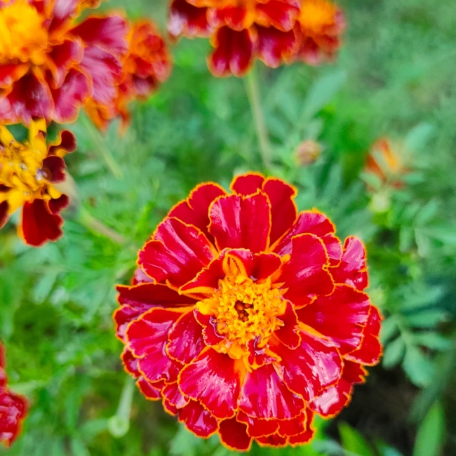 Aksamitka rozpierzchła Bonita Carmen nasiona 1g - TORAF