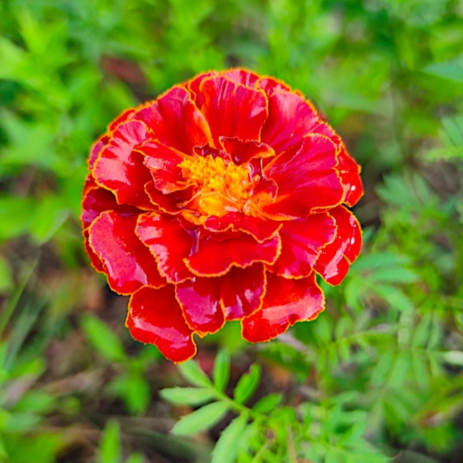 Aksamitka rozpierzchła Bonita Carmen nasiona 1g - TORAF