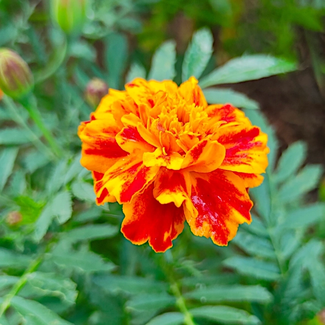 Aksamitka rozpierzchła Bolero nasiona 1g - TORAF