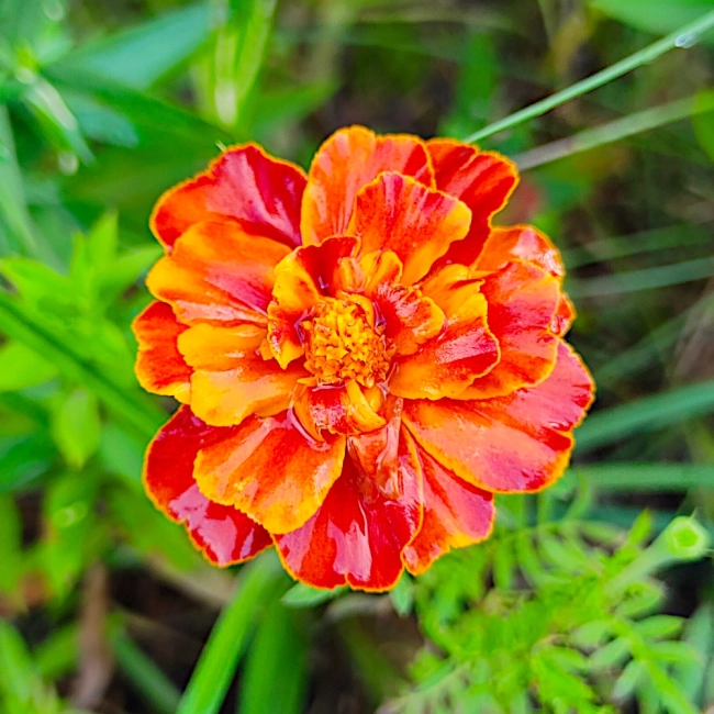 Aksamitka rozpierzchła Bolero nasiona 1g - TORAF