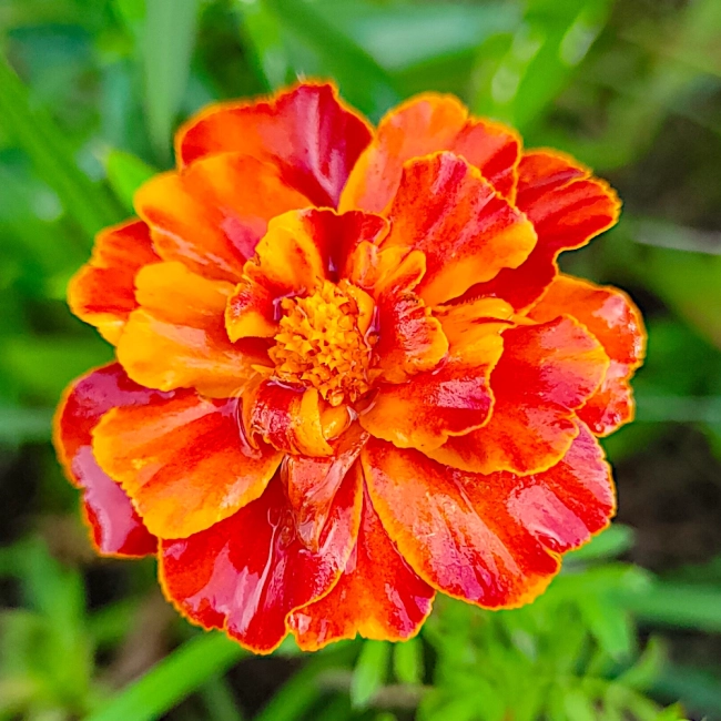 Aksamitka rozpierzchła Bolero nasiona 1g - TORAF