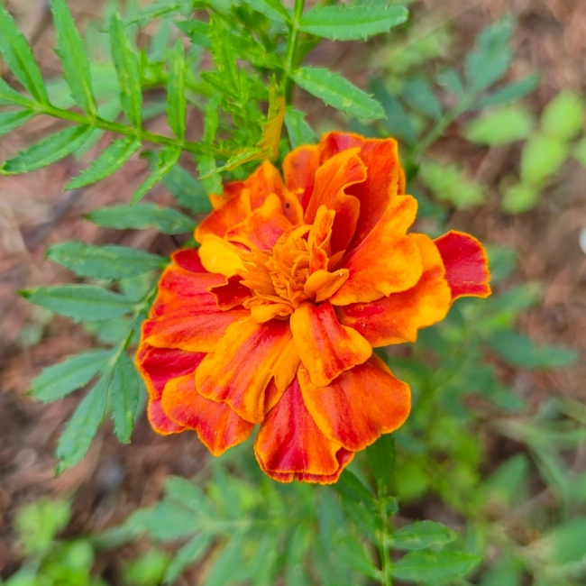 Aksamitka rozpierzchła Bolero nasiona 1g - TORAF