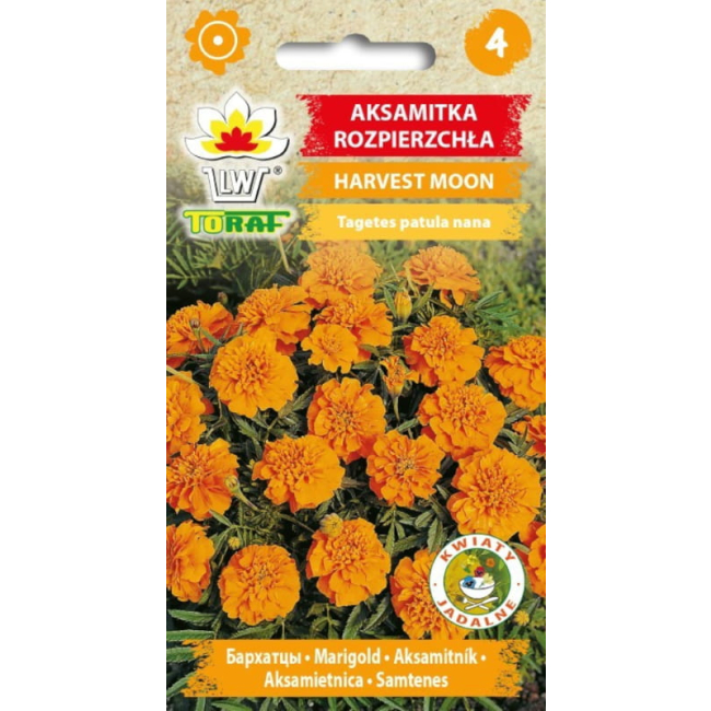 Aksamitka Rozpierzchła Harvest Moon pomarańczowa nasiona 1g - TORAF