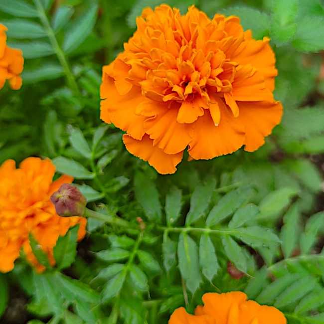 Aksamitka Rozpierzchła Harvest Moon pomarańczowa nasiona 1g - TORAF